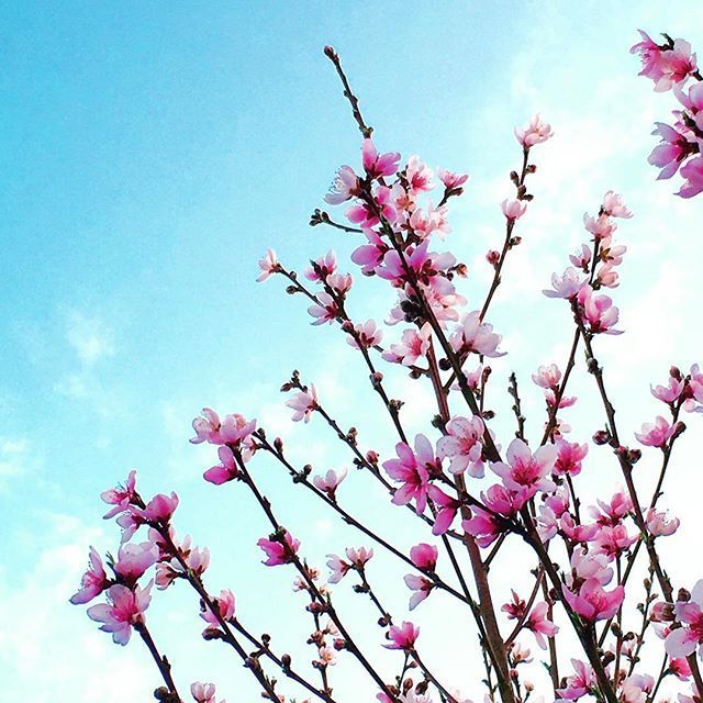 Instagram Photo Contest: "Spring in Napa Valley"